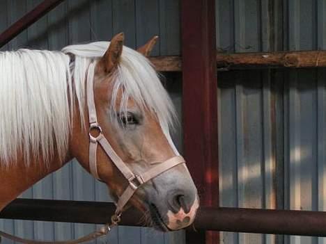 Haflinger Rosa (Død) - Til kåring i HAD september 2005 billede 7