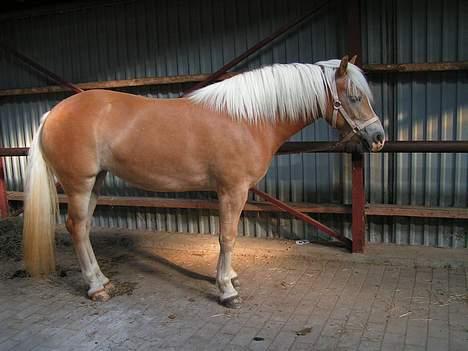 Haflinger Rosa (Død) - Til kåring i HAD september 2005 billede 8