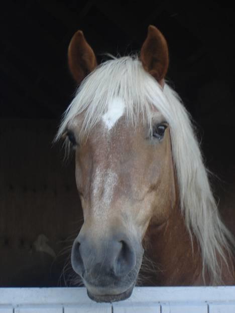 Haflinger Agent 007 - #1 velkommen billede 1