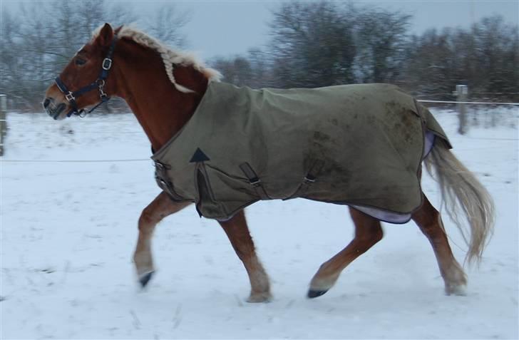 Haflinger Agent 007 - #2 Agent i sne dec 09 billede 2