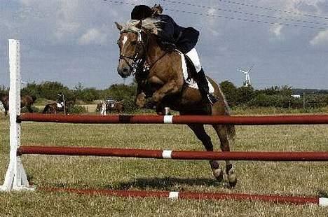 Haflinger Agent 007 - #3 Veldbæk LA (for kat 1) i 2004 billede 3