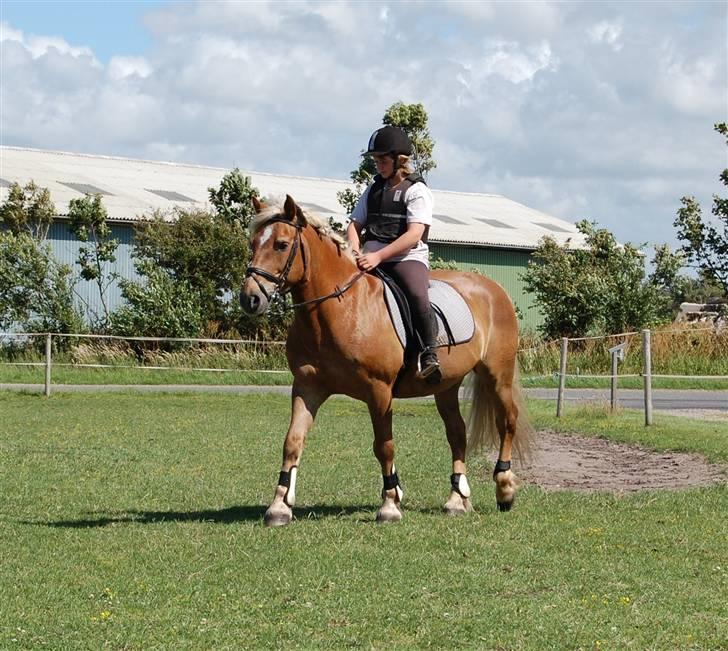 Haflinger Agent 007 - #5 juni 08 billede 5