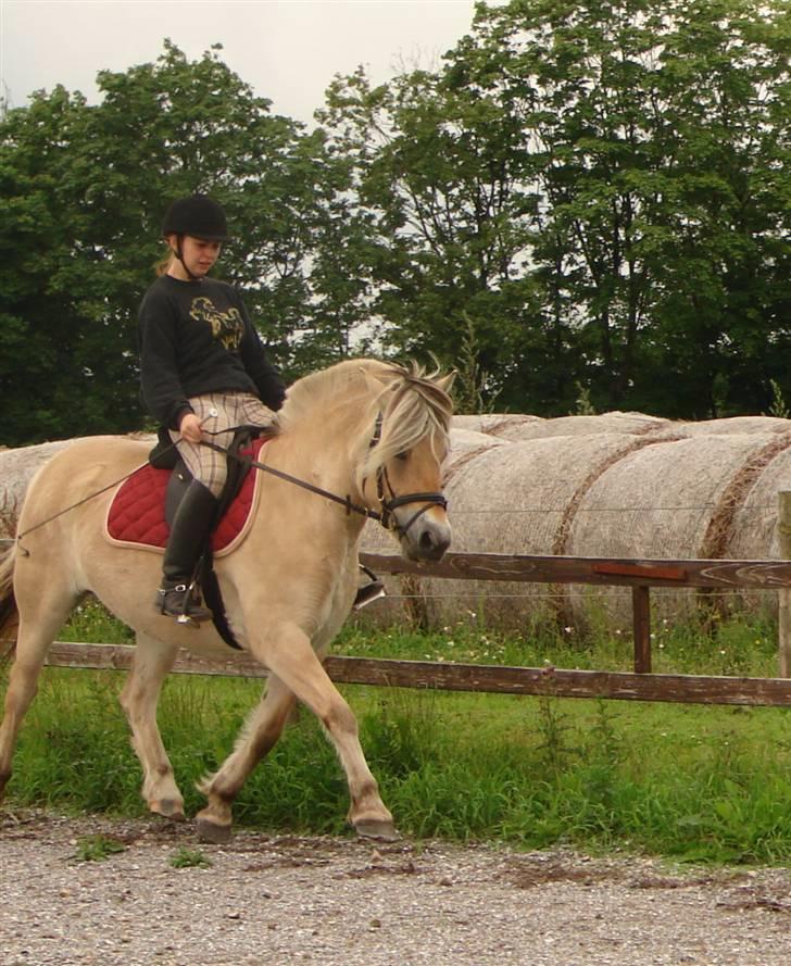 Fjordhest Glibings Fylla billede 9