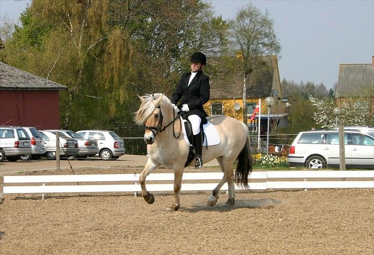Fjordhest Glibings Fylla - (foto Lena Trab) billede 14