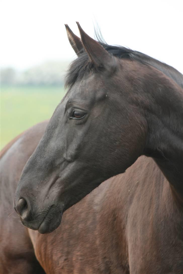 Dansk Varmblod Renel - Renel .! billede 1