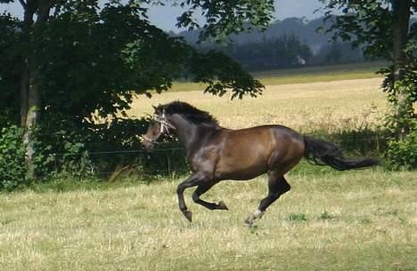 Anden særlig race Moonlight B- Pony billede 9