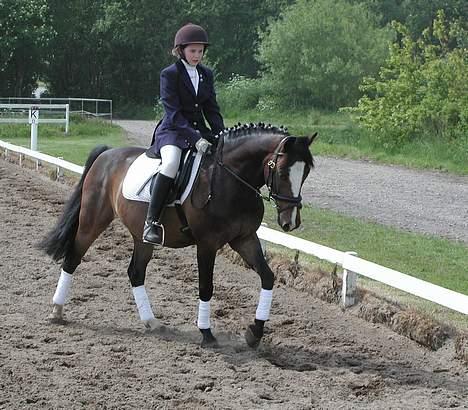 Anden særlig race Moonlight B- Pony billede 10