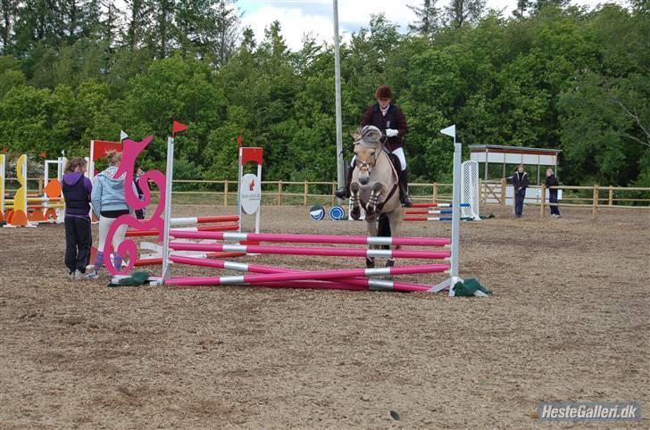 Fjordhest Birkens Morel - Allround DM spring 2009 billede 9