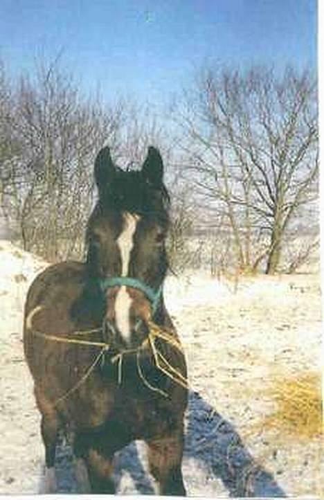 Welsh Cob (sec D) Posters Flying Picasso † billede 1