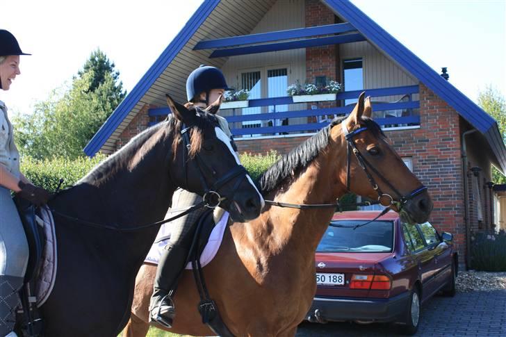 Dansk Varmblod Clayton R.I.P. - Clayton & Antino på langtur hjem til mine forældre d. 22.06.09 billede 10