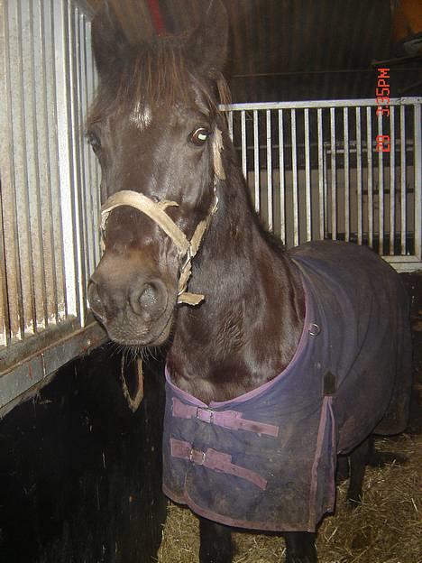Anden særlig race Django<3 gammel pony ;/  - Min lille,søde og dejlige hyp<333 billede 1