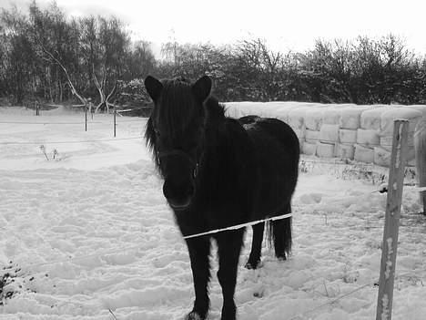 Islænder Mysla (SOLGT) billede 8