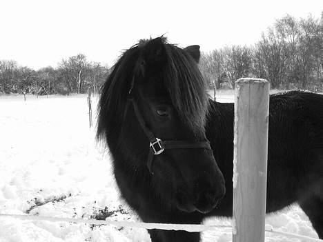 Islænder Mysla (SOLGT) billede 9