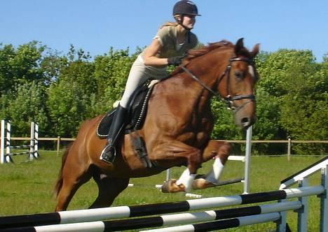 Dansk Varmblod Fedor <3 - Miq og fedor - der springer hjemme syndes bare det har billede er så utroligt flot (: billede 8