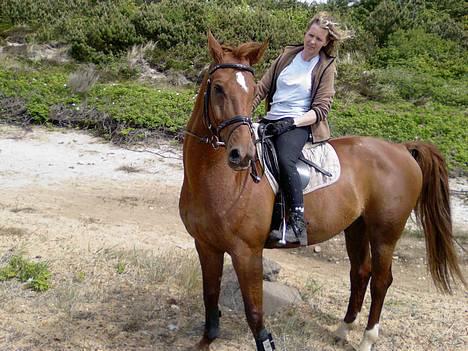 Dansk Varmblod Fedor <3 - på stranden <33 . er han ikke skøn <3 billede 9