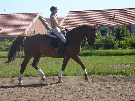 Dansk Varmblod Fedor <3 - Miq oq fedor - på dressur banen der hjemme (: billede 10