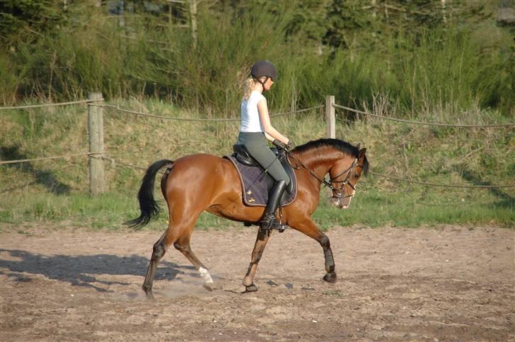 New Forest Amber - Ingen skal komme og på stå at denne dejlige pony ikk kan bruges! SÅ SMUK! billede 1