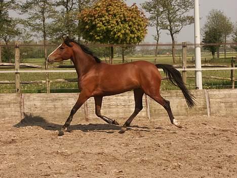 New Forest Amber - De første billeder jeg fik, så forstår man godt hvorfor jeg faldt for hende, ikk? billede 2
