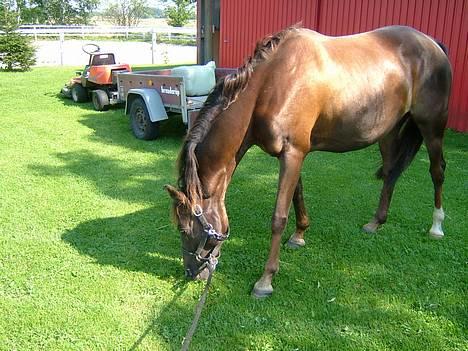 Anden særlig race Lady Papaya  - Min Tykke Paya.. neej hvor du dog skinner(2005) billede 2