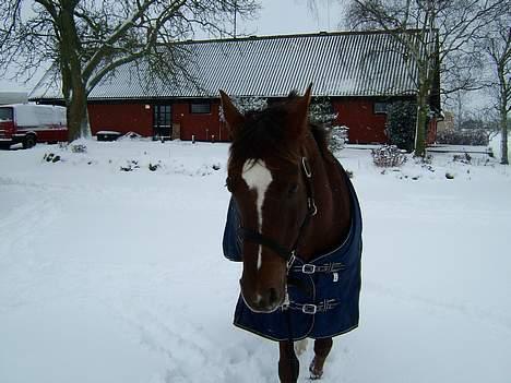Anden særlig race Lady Papaya  - Paya: Jeg HADER sne! (2006) billede 4
