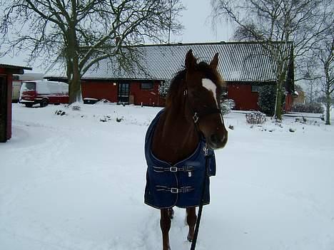 Anden særlig race Lady Papaya  - Paya ude i sneen (2006) billede 5