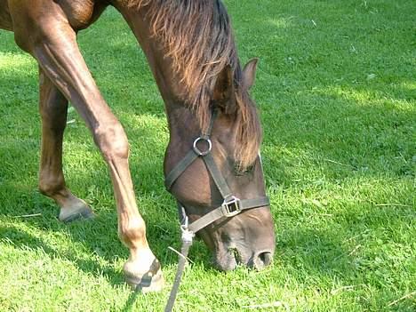 Anden særlig race Lady Papaya  - Paya: Mmm.. Græs.(2005) billede 6