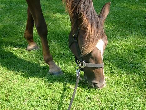 Anden særlig race Lady Papaya  - (2005) billede 7
