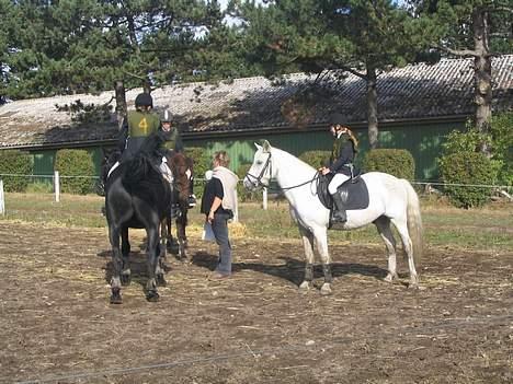 Connemara Elipse - Elipse og ferreri, min undervisers hest billede 11