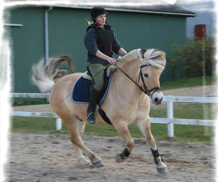 Fjordhest Frej Kjeldsvang - Frej i galop :) billede 5