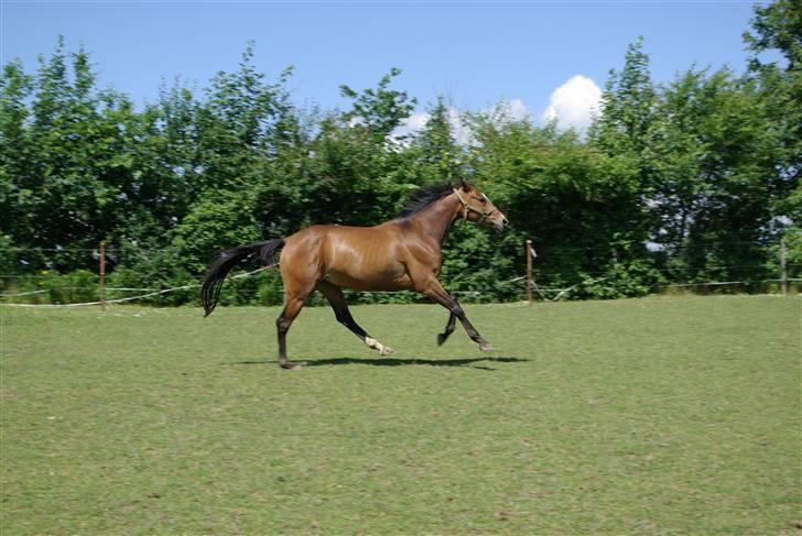 Trakehner Kejserinden(SOLGT) billede 14