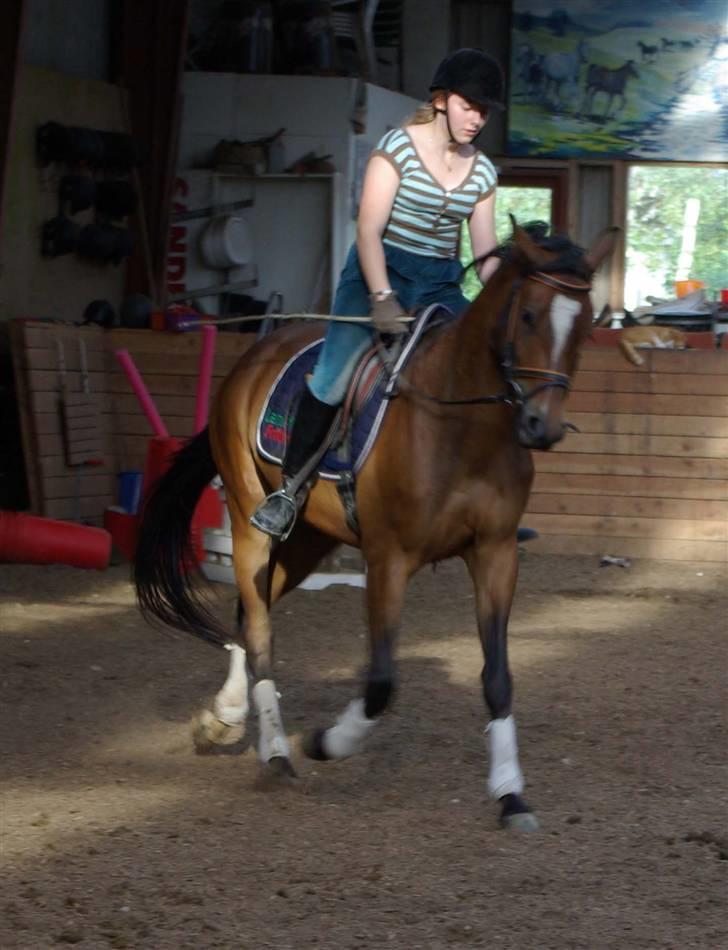 Trakehner Kejserinden(SOLGT) billede 15