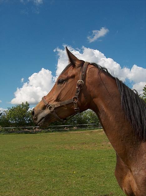 Trakehner Kejserinden(SOLGT) billede 16