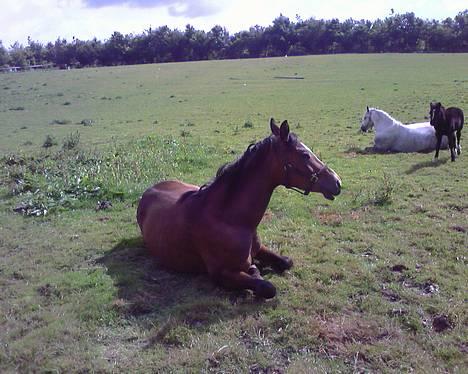 Trakehner Kejserinden(SOLGT) billede 19