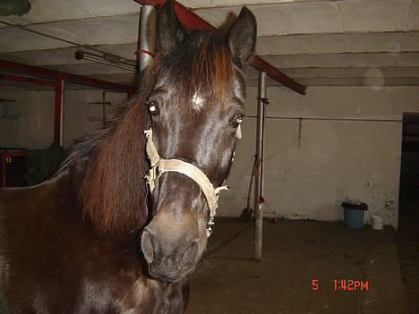 Anden særlig race Django<3 gammel pony ;/  - Elsker ham så meget.. <333 billede 2