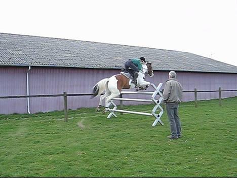 Pinto S. P. Miss Dixie**SOLGT** - mig og dixie over en lodret 120 cm... video: http://media.putfile.com/til-springtr-ning billede 6