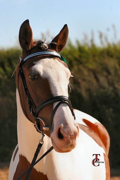 Pinto S. P. Miss Dixie**SOLGT** - Fra kåring... Billedet er købt og taget af Trine Christensen...Rigtigt godt billede... billede 7