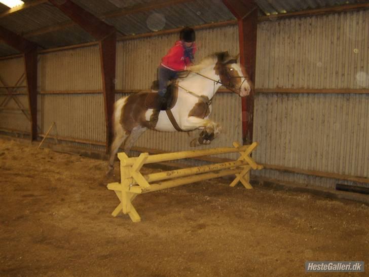 Pinto S. P. Miss Dixie**SOLGT** - Lille søde Dixie musen springer ved hendes nuværende ejer sammen Sandra..=D billede 8