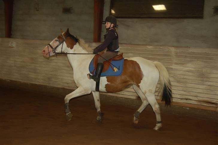 Pinto S. P. Miss Dixie**SOLGT** - Dixie og Anna-Bell fra ridelejren på VOR (hendes egen var halt, og så fik hun lov til at låne Dixie) billede 10