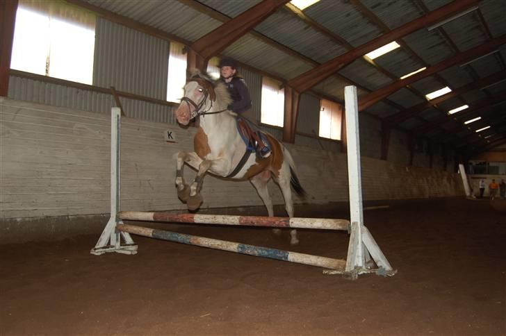 Pinto S. P. Miss Dixie**SOLGT** - Dixie springer med Anna-Bell (det skal lige siges at det er føste gang hun sidder på rykken af hende) billede 15