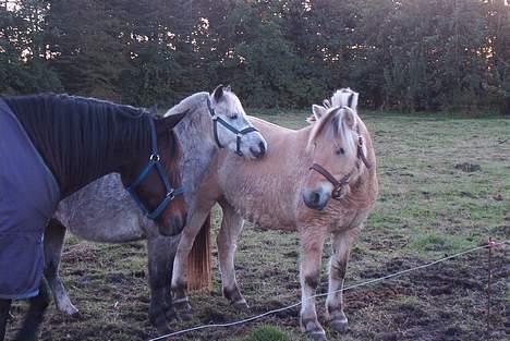 Welsh Pony (sec B) HATI  solgt  - willam er ham med dækken og luffe er så min hest billede 2