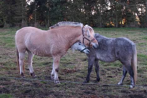 Welsh Pony (sec B) HATI  solgt  - er de ikke søde? billede 4