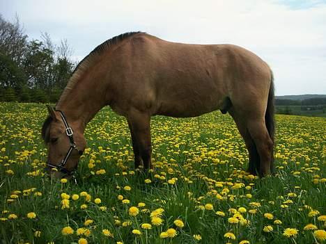 Anden særlig race Maradona SOLGT - han er ikke helt færdig med at smide vinter pelsen så han har ik helt farven her:) billede 2