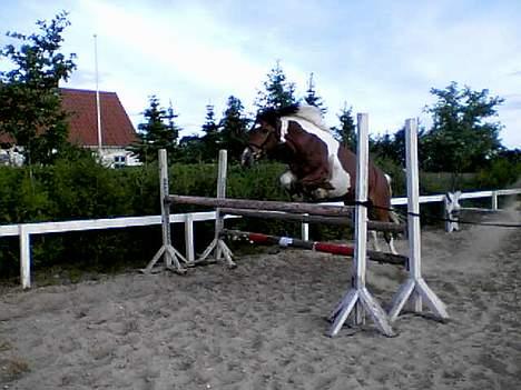 Anden særlig race Tex (Solgt) - Lyst springning, det kan han også. 110 cm høj. billede 11