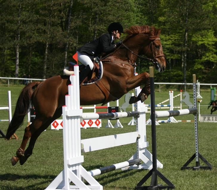 Dansk Varmblod Domingo - Mingo og mig på Morsø 2008 billede 9