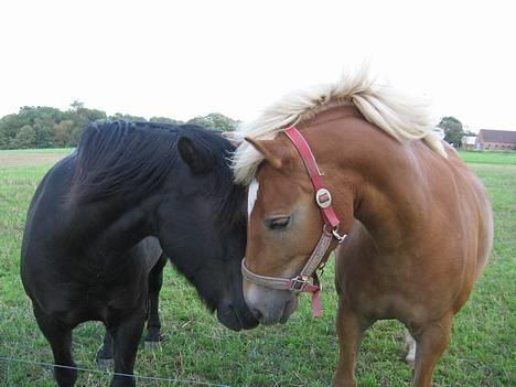 Haflinger Gravenshoveds Omira - Omira og Charlie = Kærester <33 billede 14