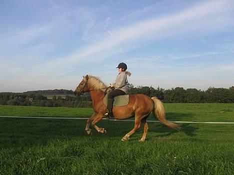 Haflinger Gravenshoveds Omira - Min søster rider Omira med gjord.. (sommer 06) billede 16