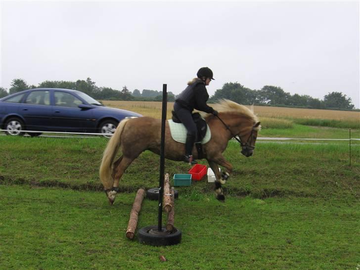 Haflinger Gravenshoveds Omira - Søs springer Omira. Meget lille spring :b billede 17