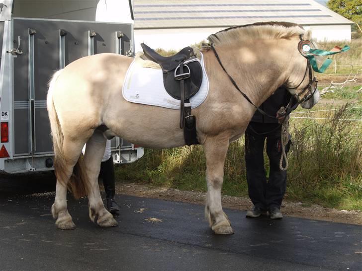 Fjordhest Frej Kjeldsvang - MIN KLUBMESTERSKABS ROSETTE. MEGA FLOT  billede 8