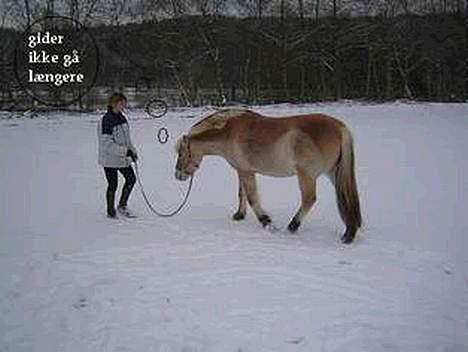 Fjordhest Donella EFTERLYSNING billede 11