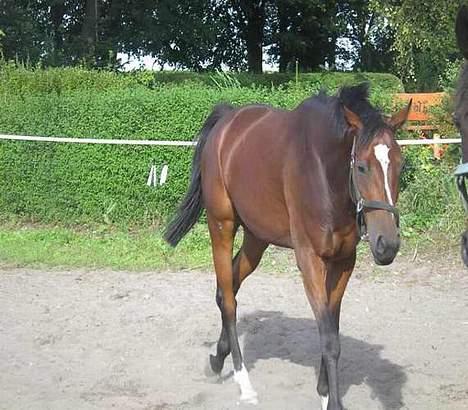 Fuldblod (XX) ~Bolsjoj~ billede 4